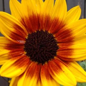 Meet your Posher, Suzi